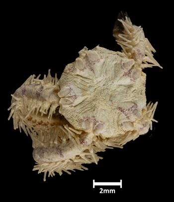 Media type: image;   Invertebrate Zoology OPH-3527 Description: Top down view of single ophiuroid specimen with a scale bar.;  Aspect: dorsal